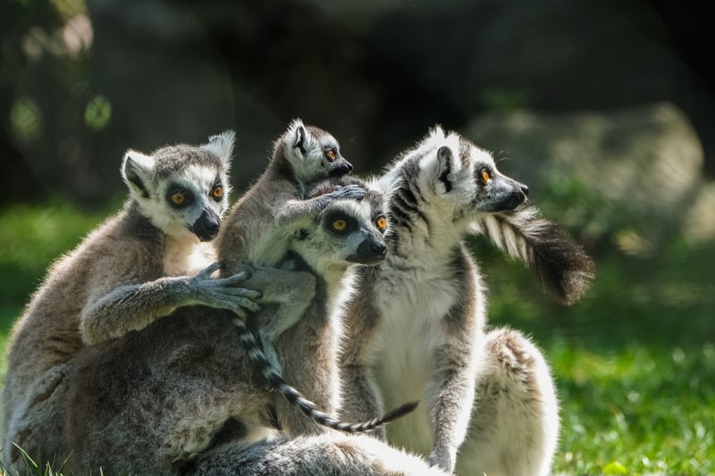 Covert Group