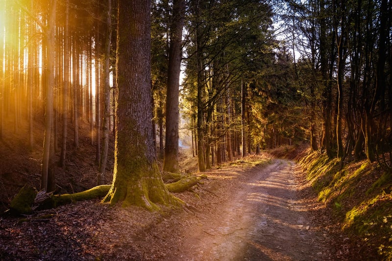 Quiet Nature